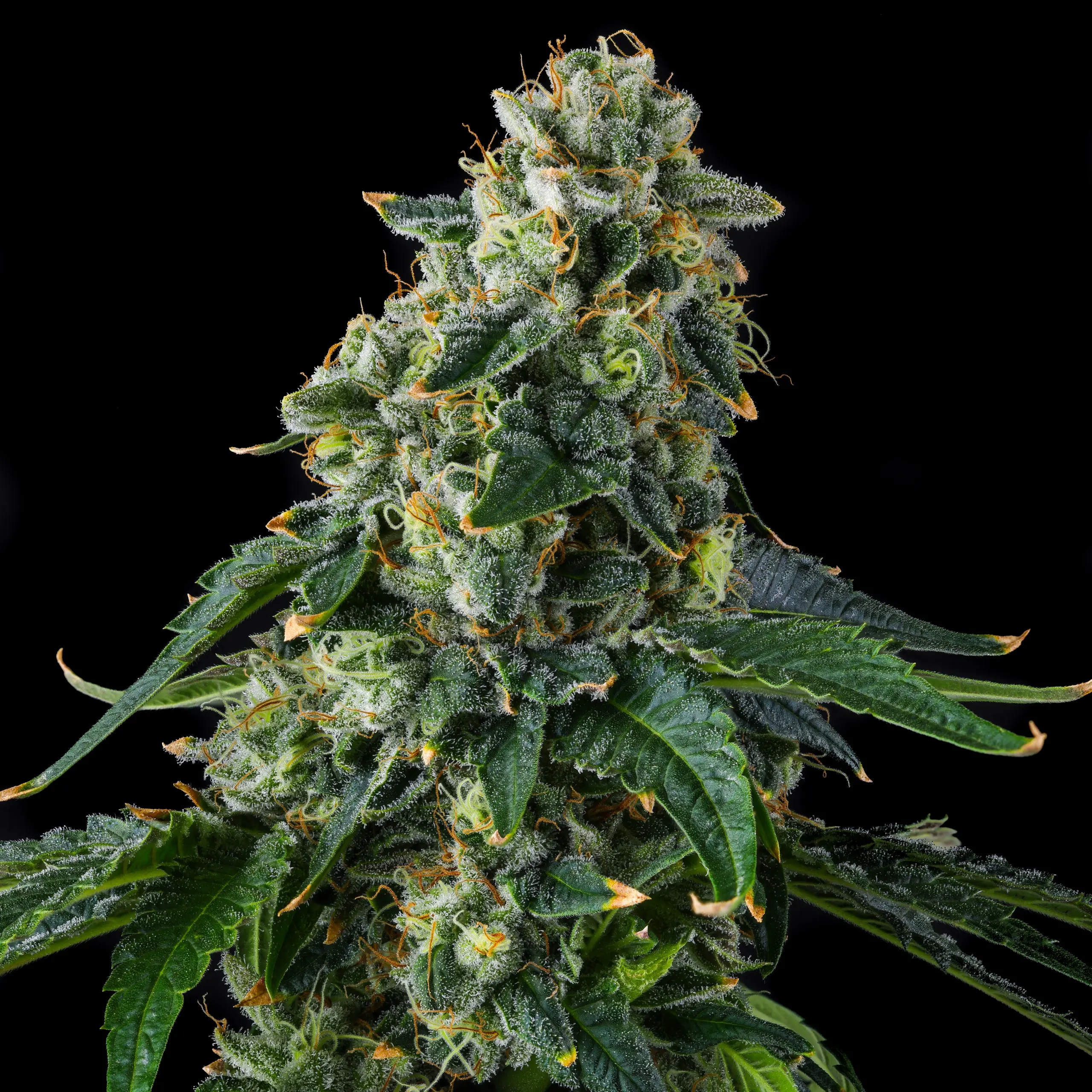 Cannabissamen Presidential Pardon für Indoor und Outdoor